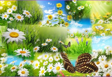 Daisy Fields Butterfly - fields, sky, fresh, wild flowers, collage, summer, spring, butterfly, fleurs, warm, blue, flowers, grass, new, papillon, butterflies