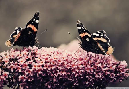 Butterflies For My Friend,Monarch (Cherie) - beauty, insects, nature, butterflies