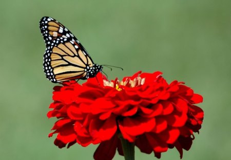 Monarch Butterfly - nature, beauty, insects, butterflies