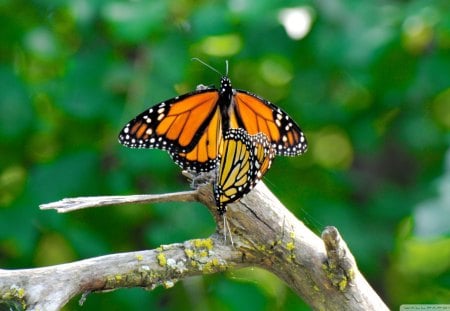 Monarch Butterflies Mating - beauty, insects, nature, butterflies