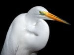 white heron