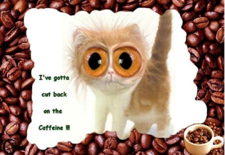 cat gone wild - eyes, animal, cat, coffee beans