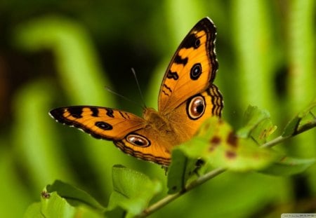 Orange Butterfly - insects, butterfly, nature, beauty