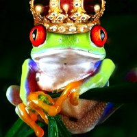 Frog series15   --Frog Prince