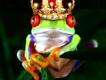 Frog series15   --Frog Prince