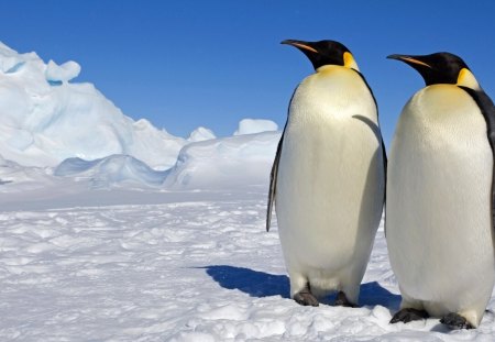 Penguins - penguins, ice, beak, snow