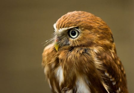 Owl - brown, owl, feathers, eyes