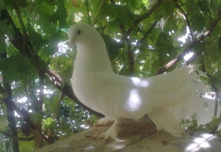 nice dove - white dove, nice dove, birds, white, animal, beautiful, dove, nice