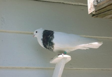 Pigeon - pigeon, dove necklace, beautiful, dove, nice