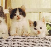 Three kittens in a basket