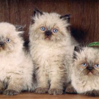 Three little kittens