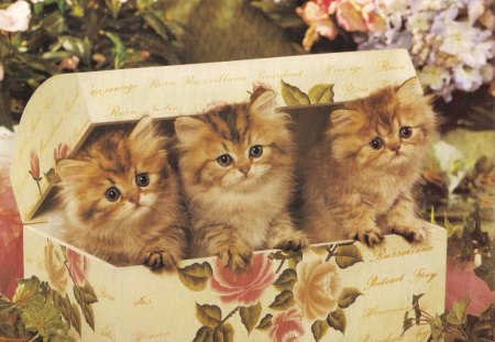 Triplets of kittens - kittens, cute, triplets, adorable, box, paws