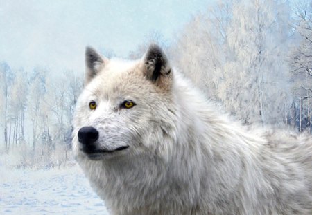 White Wolf in frosty Nature - ice, predator, landscape, trees, wild