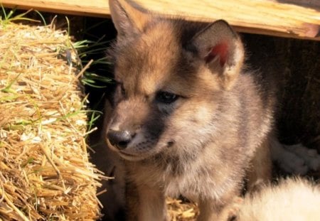 Wolf cub - predator, straw, sunlight, wolfpark, small