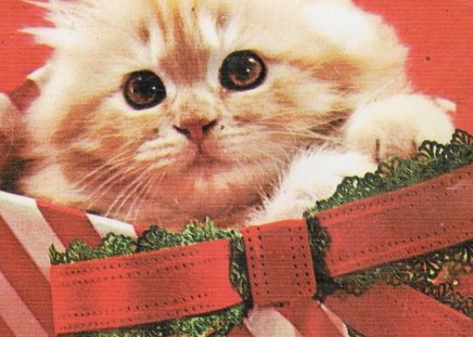 Kitten - gifts, christmas kitten, cute, adorable, bow, sockings