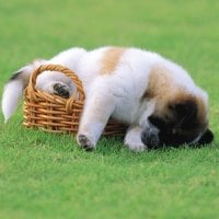 Dog in the basket