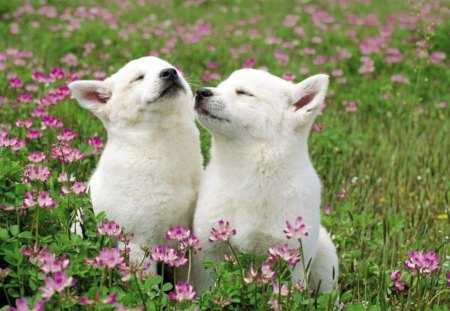 Cute dog - flowers, white, dogs, cute, grass, animals