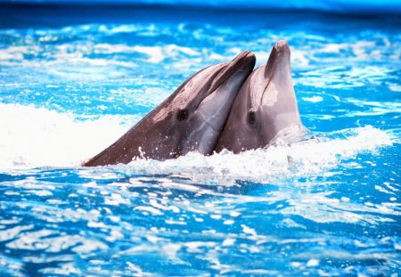 just the two of us - dolphin, animal, water, photography