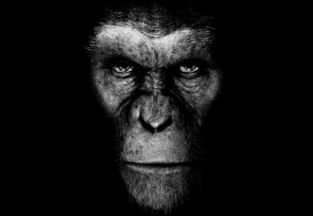 Rise of Planet of APES - movie, rise, monkey, apes