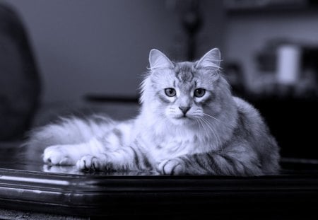 Majestic feline - table, cat, white, animal