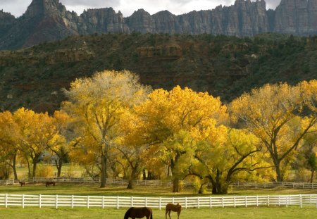 Horses in the autumn field - nature, autumn, horse, animal, tree