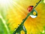 Beautiful Ladybug