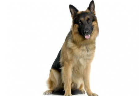 German shepherd - pet, animal, dog, loyal, puppy, friend, german shepherd