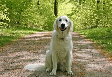 Nature harmony - pet, animal, nature, road, dog, loyal, puppy, friend