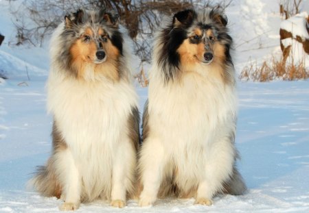 Blue Merle Sheltie - Dogs & Animals Background Wallpapers on Desktop ...