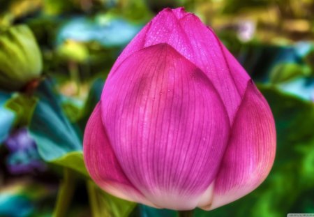 Pink Lotus - beauty, lotus, colour, pink