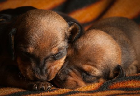 Two puppies sleeping - friend, animal, baby, pet, puppy, loyal, sleep, dog