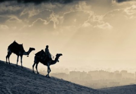 To the promised land - desert, dune, animal, camel