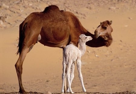 TIME WITH MUM - camels, children, mums and kids, motherhood, babies, kids, deserts