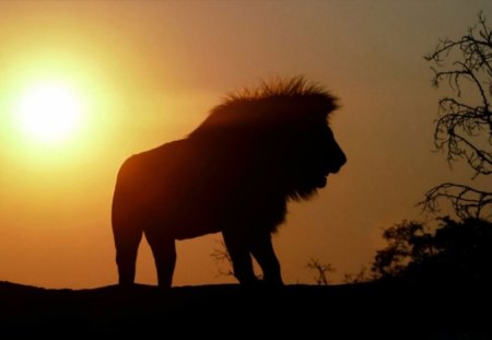 SHADOWS OF GREATNESS - night time, lions, evening, savannah, sunsets, bush, silouettes, shadows, cats, animals