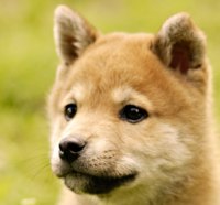 Cute shiba-inu puppy