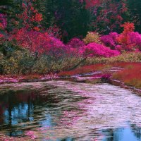 Spring Lake and Multicolor Flowers