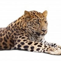 Chilln Leopard