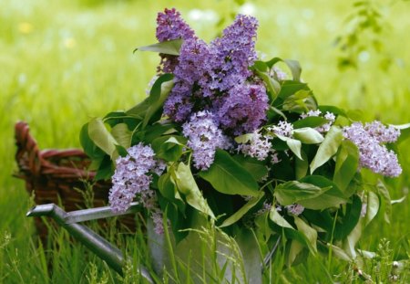 Watercan Bouquet of Lilacs - purple, watercan, photography, lilac, grass, outdoors