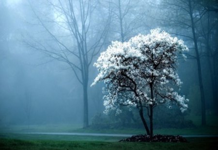 White Blossoms in the Hazy Mist - white, forest, dark, bloom, fog, tree, mist