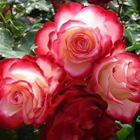 Double Delight Roses