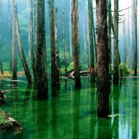 Flooded Forest