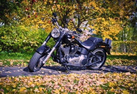 AUTUMN WITH HARLEY - autumn, trees, bikes, harley davidson, vehicles, transport, colours, seasons, leaves, motorcycles, machinary