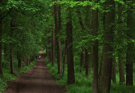 Going into the Green Forest - trees, road, bushes, forest, light, daylight, leaves, path, nature, green, day, limbs