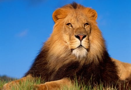 King of the Jungle - large, ears, brown, eyes, landscape, grass, paws, nose, field, lion, sky, clouds, tan, daylight, cat, fur, white, big, nature, day, animals