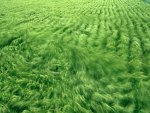 Wheat Field, Summer Wind