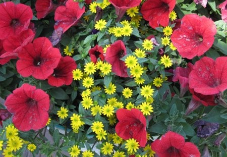 Flowers day 29 - flowers, yellow, red, green, Petunias, Photography