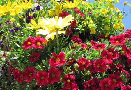 Flowers day 30 - yellow, red, photography, green, petunias, flowers