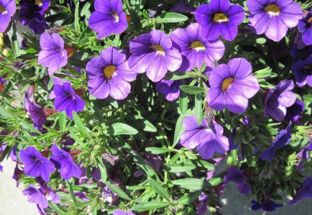 Purple Flowers day 36 - flowers, yellow, purple, green, photography, Petunias