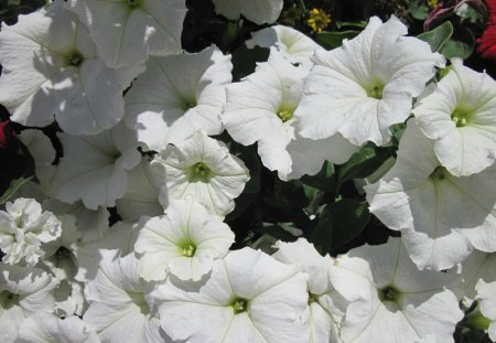 White Petunias Flowers day 39 - white, yellow, photography, green, petunias, flowers