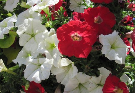 Flowers day 42 - white, red, photography, green, petunias, flowers